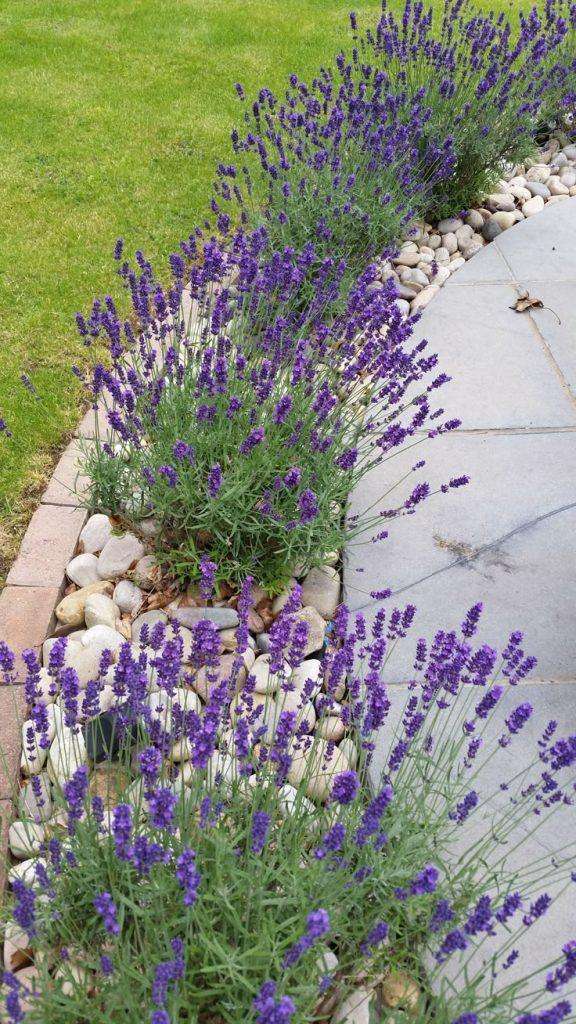lavender natural gnat repellents