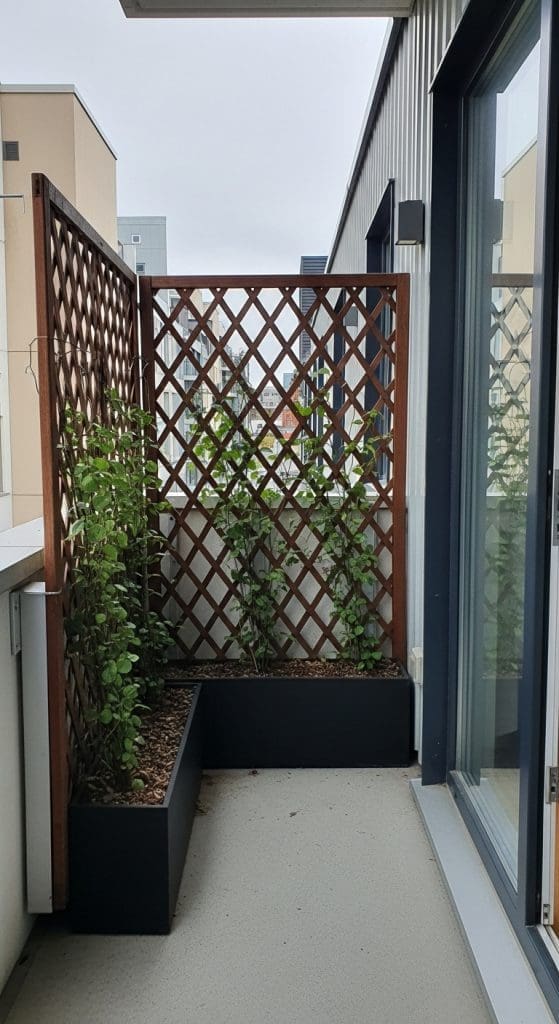 lattice panel fence with climbing vines