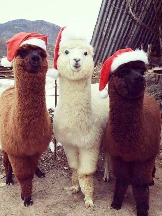 alpacas wearing christmas hats