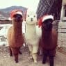 alpacas wearing christmas hats
