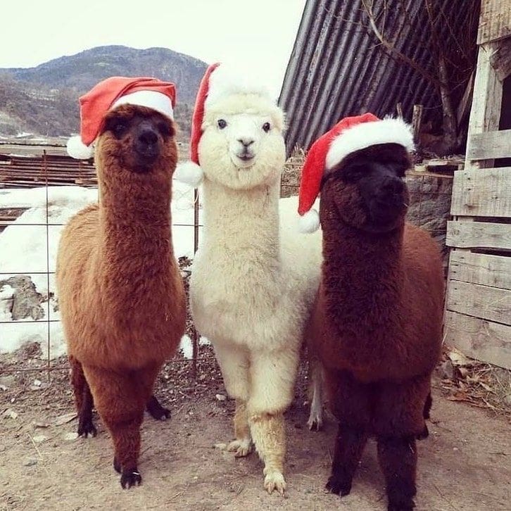 alpacas wearing christmas hats