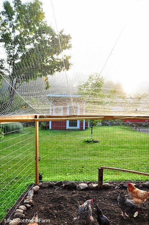 predator net