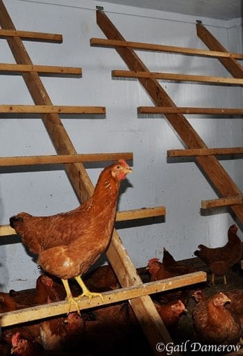 chicken on a perch