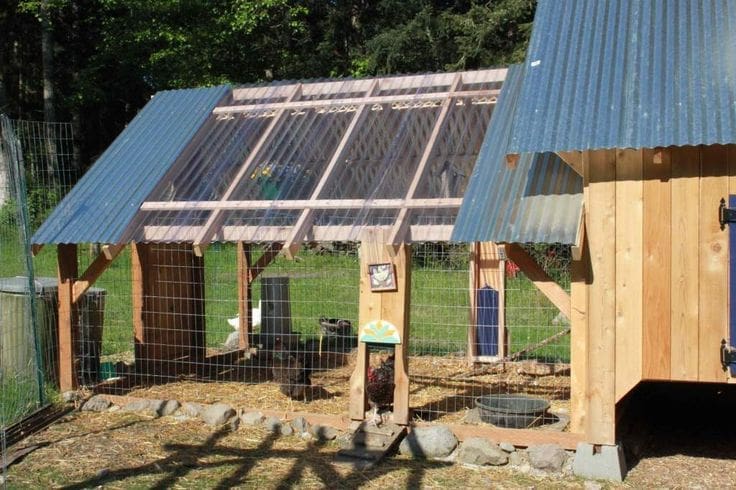 chicken run made with clear panel roof