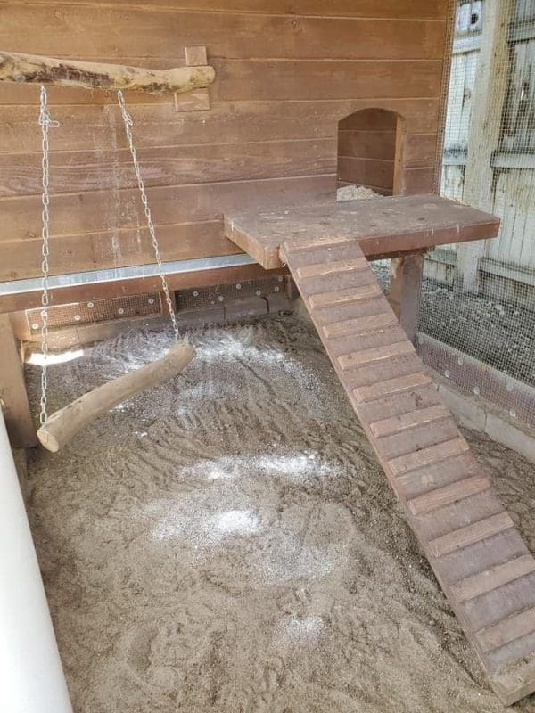 dust bath inside chicken run