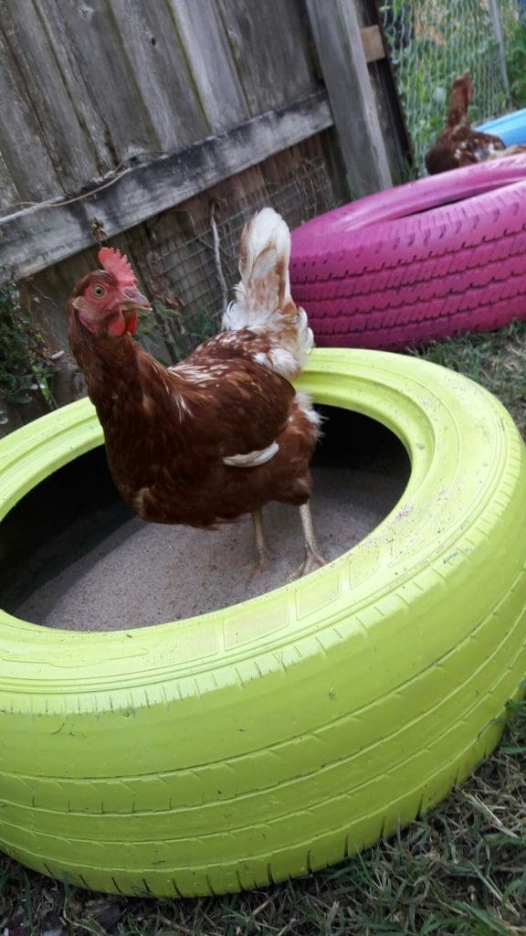chicken in a tyre dust bath