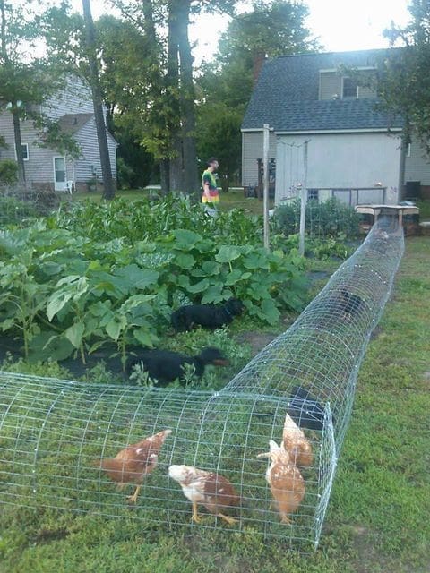chicken run tunnel system