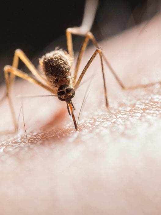 Mosquito Repellent Ideas