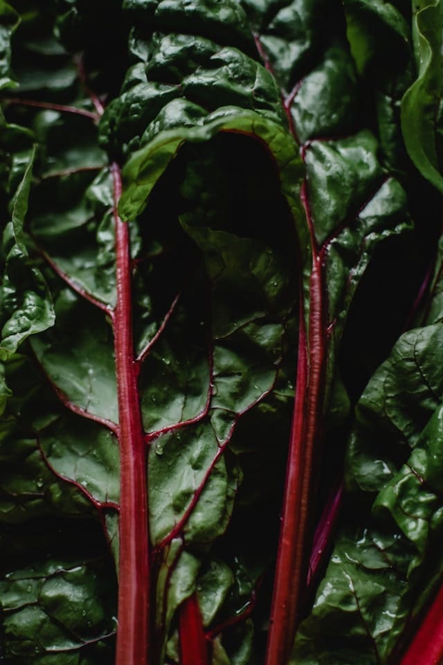 swiss chard close up of the green leaf