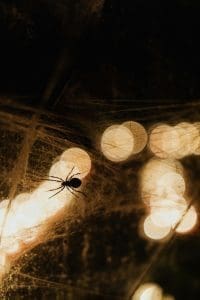 DIY Spider Repellents