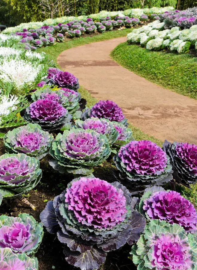 ornamental cabbage in a pathway in a garden