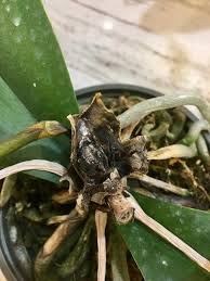 crown rot on an orchid