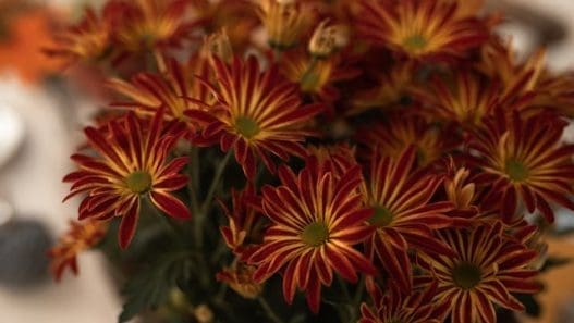 fall flower ideas for september