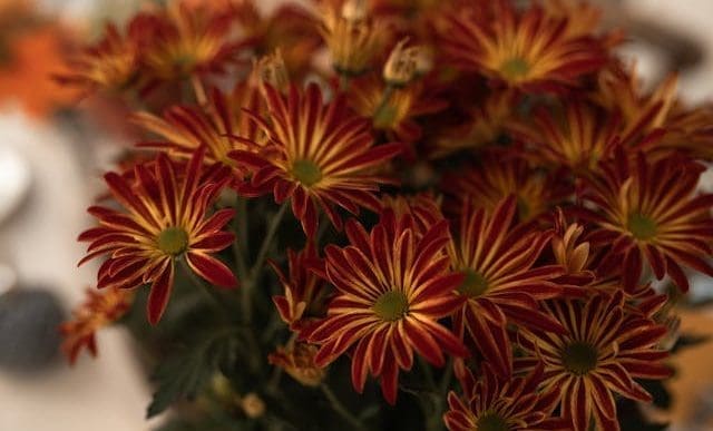 fall flower ideas for september