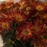 fall flower ideas for september
