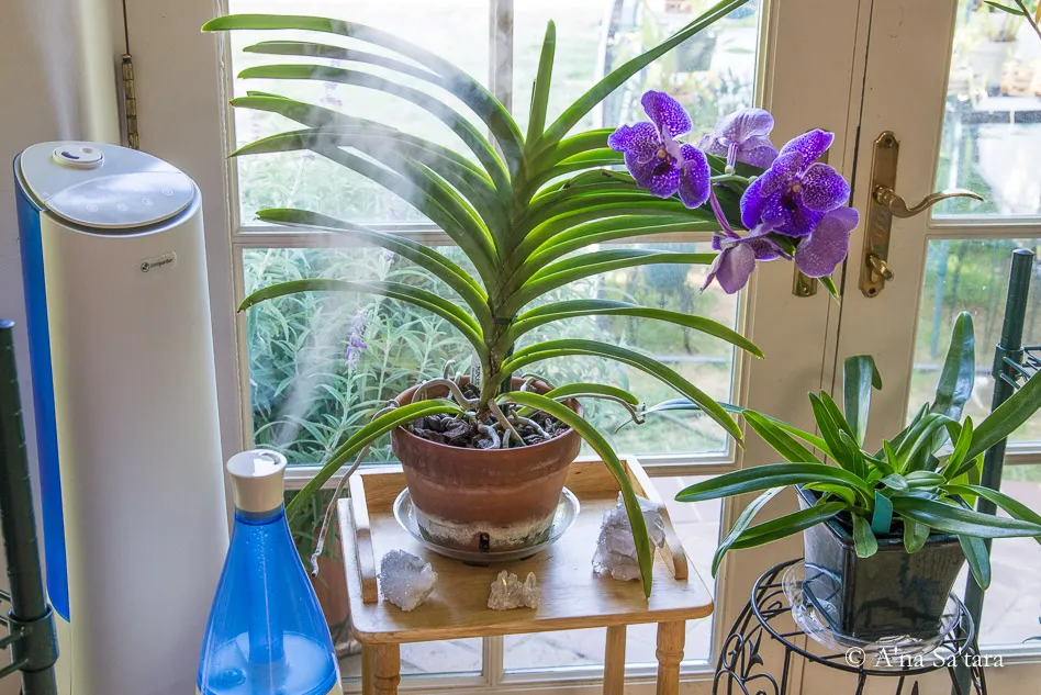 humidity sprayers on orchid