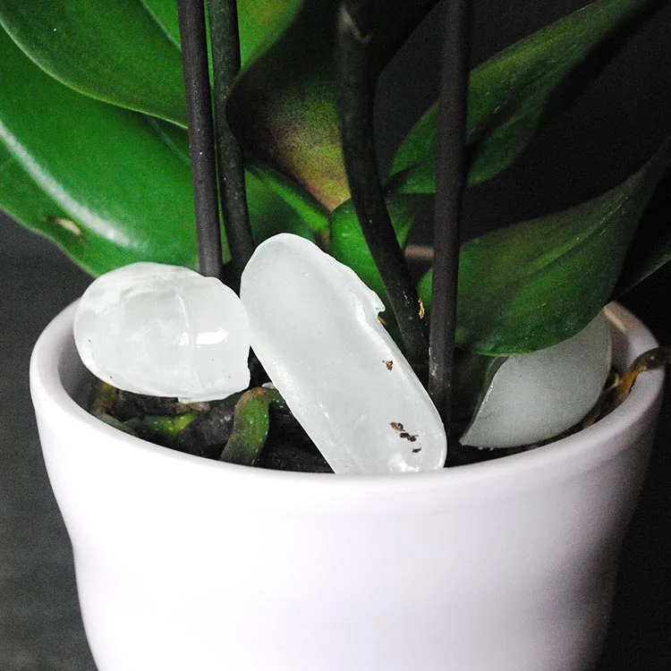 ice on an orchid plant