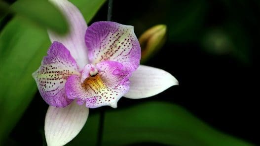 how to revive an orchid