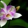 how to revive an orchid