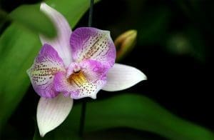 how to revive an orchid