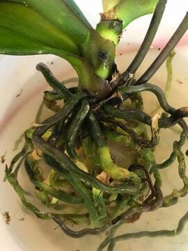 soaking orchid roots in water