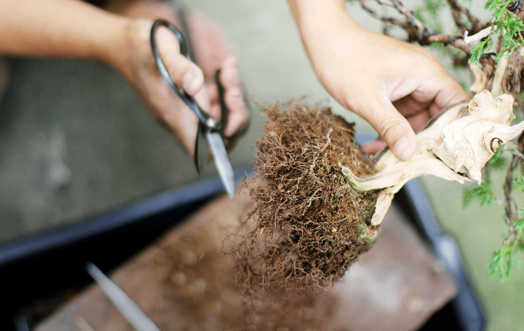 trim off damaged roots