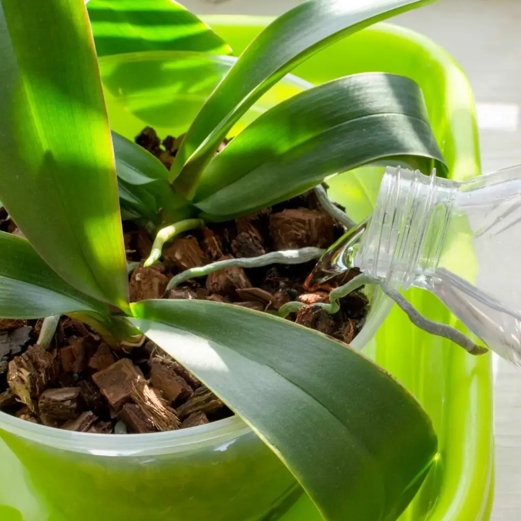 pouring water on an orchid
