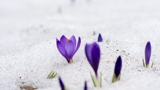 purple flowers poking throwugh the snow of a winter flower bed