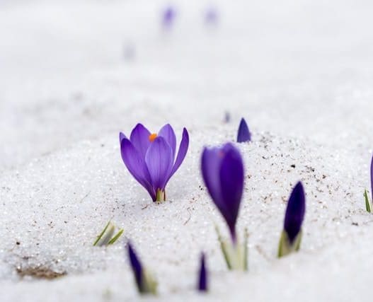 purple flowers poking throwugh the snow of a winter flower bed