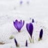 purple flowers poking throwugh the snow of a winter flower bed