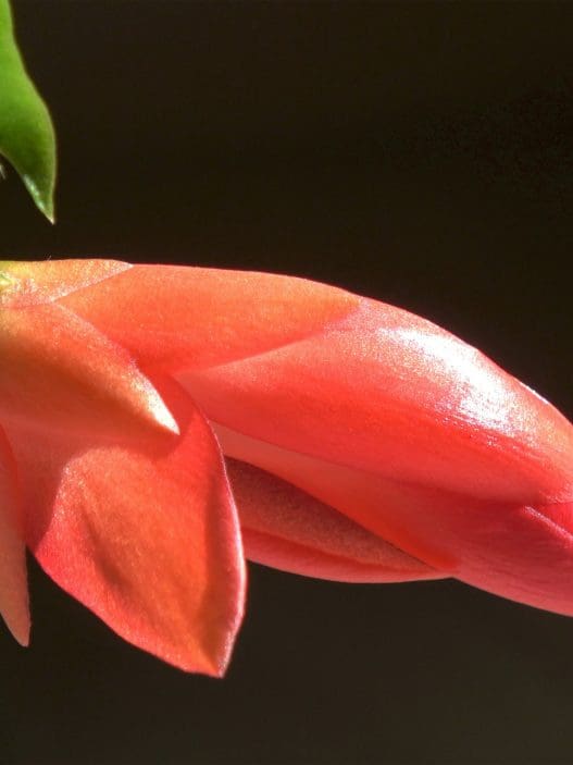 thanksgiving cactus