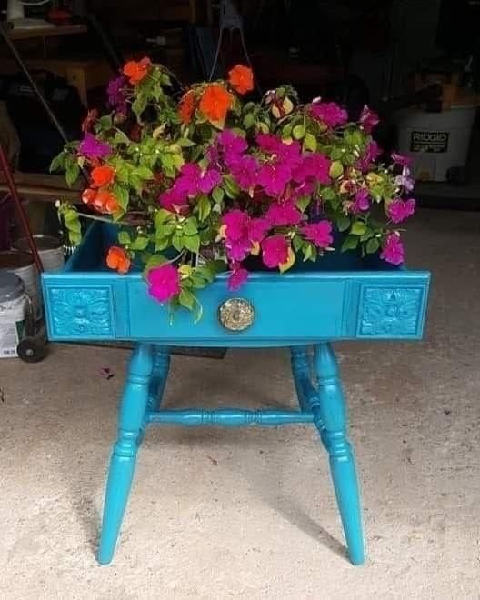 An old blue dresser drawer used as a geranium planter