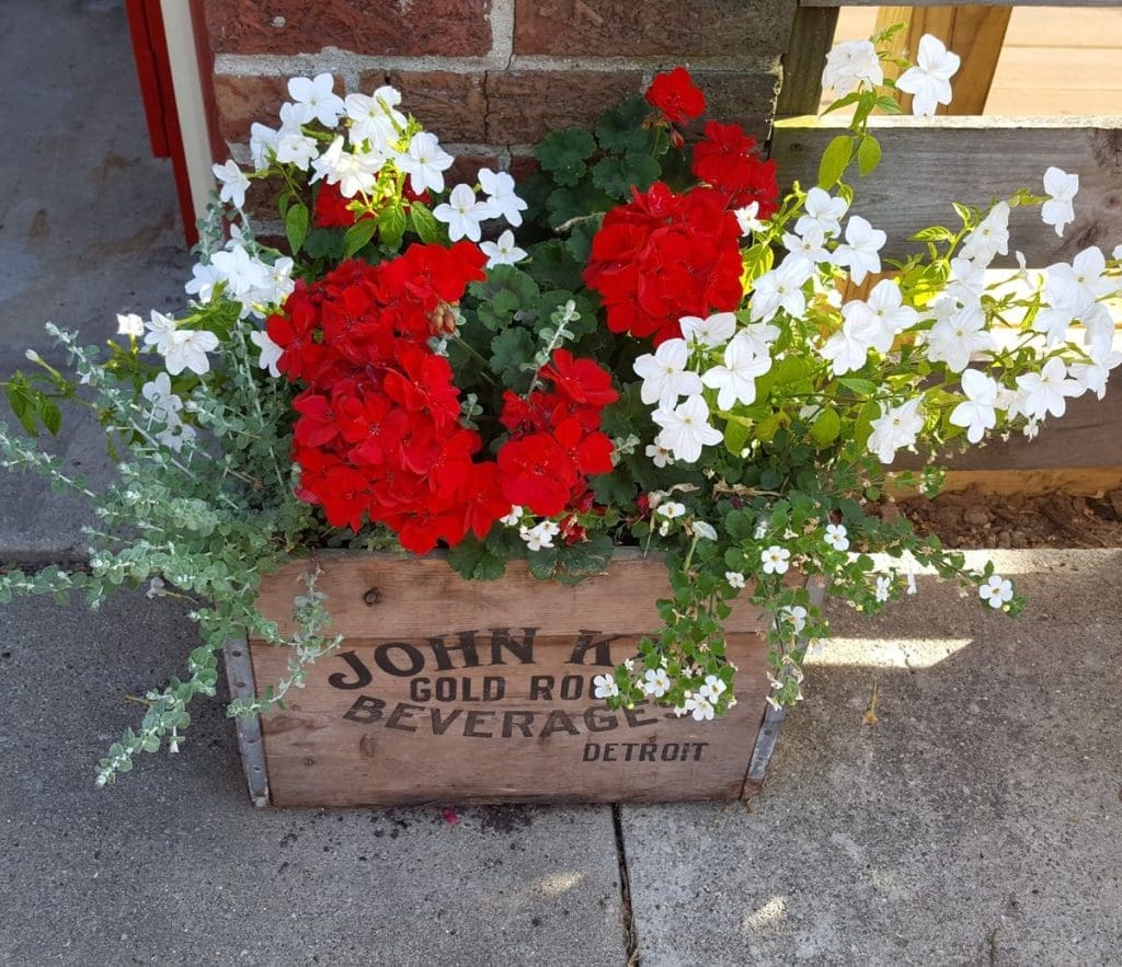 geraniums planted inside an old drinks crate with white florals