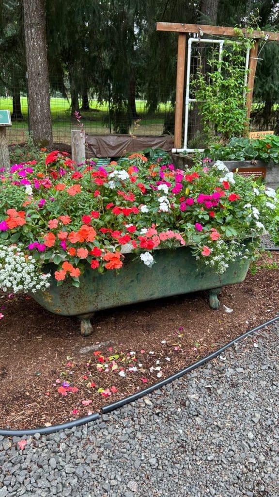 Cast iron bathtub in a garden filled with geraniums 