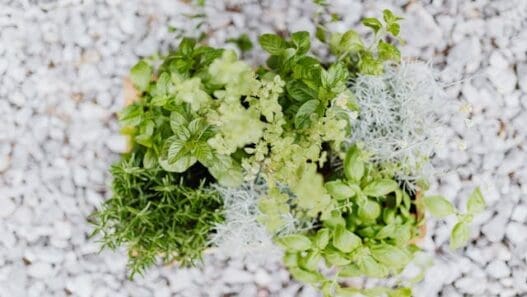 herb planter ideas