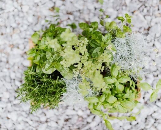 herb planter ideas