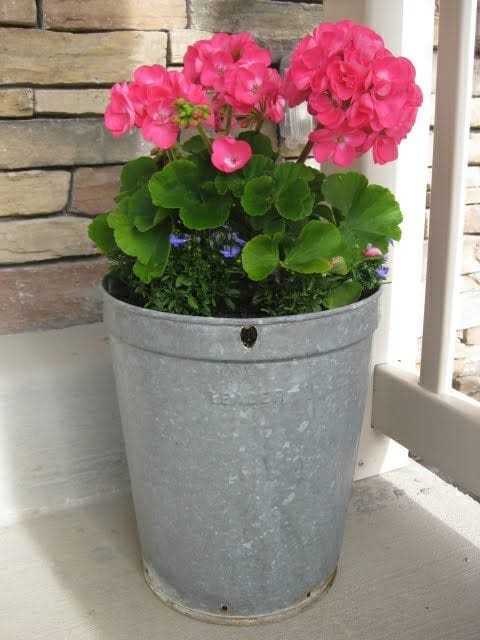 old tin bucket used as a geranium planter 