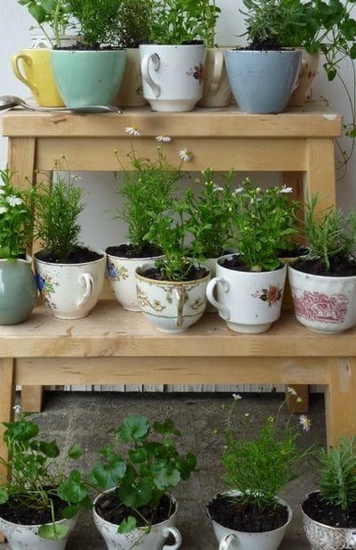 herbs planted in old teacups on wooden bench